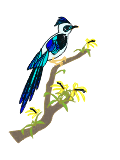 kakadu