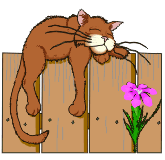 kater
