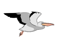 pelikan