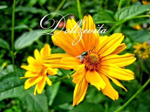 Gelbe Blume