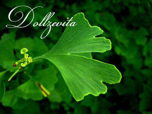 Ginkgobaum