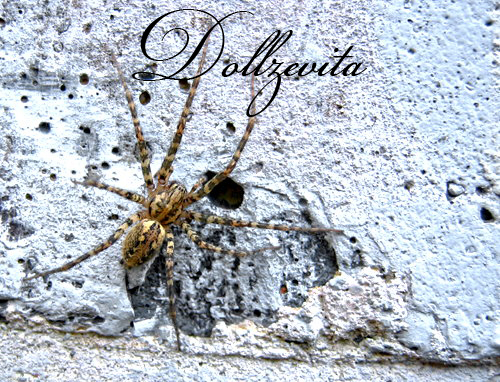 Spinne