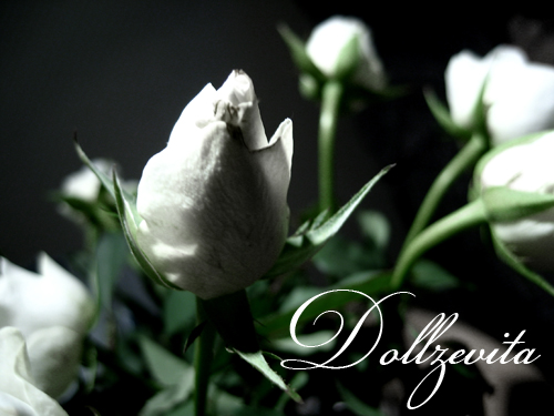 Weie Rosen